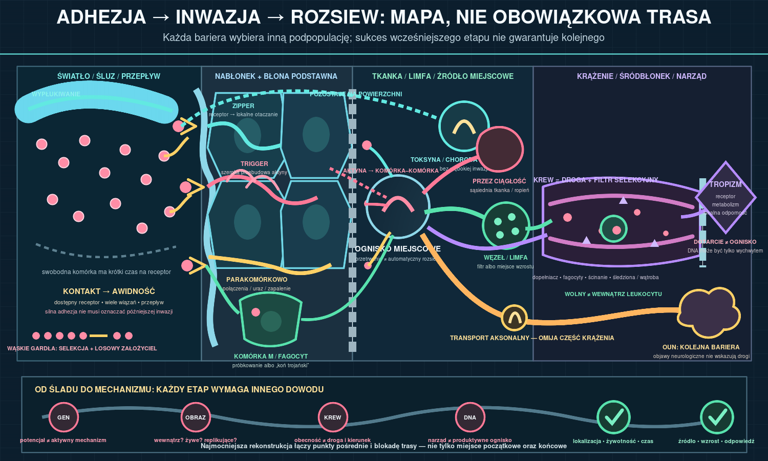 Adhezja, inwazja i rozsiew w organizmie