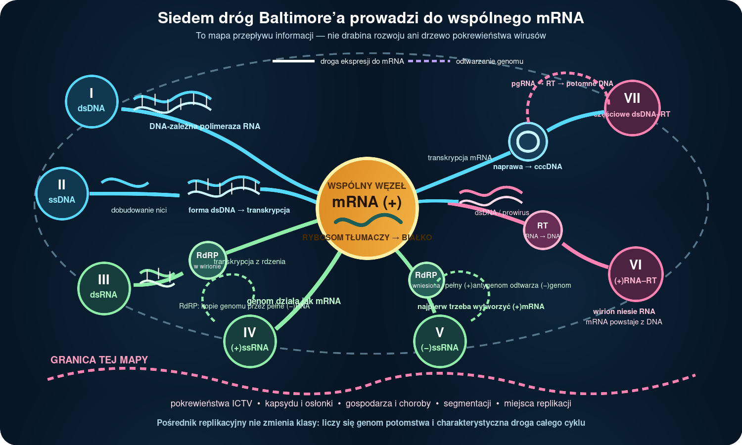 Klasyfikacja Baltimore’a i jej ograniczenia