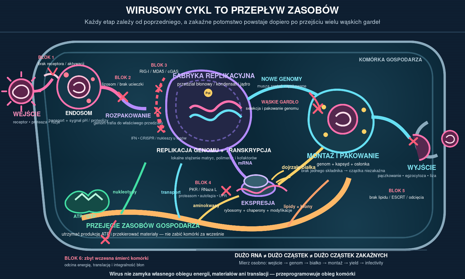 Jak wirus wykorzystuje komórkę gospodarza